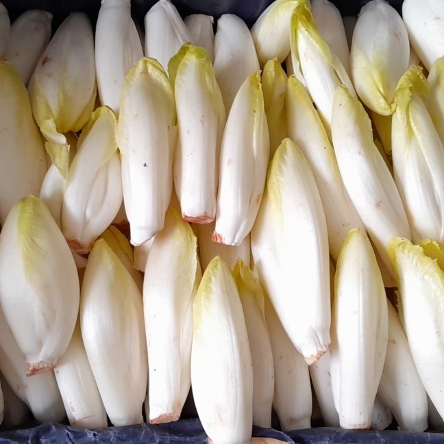 Endivette  (coeur d'endive)
