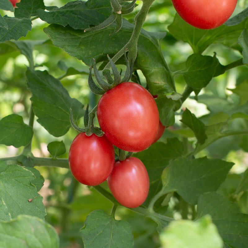 Plant de Tomate Cerise - Podland Pink