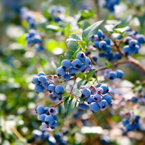 MYRTILLIER Bluecrop Bio