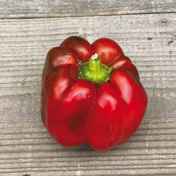 Plant POIVRON rouge