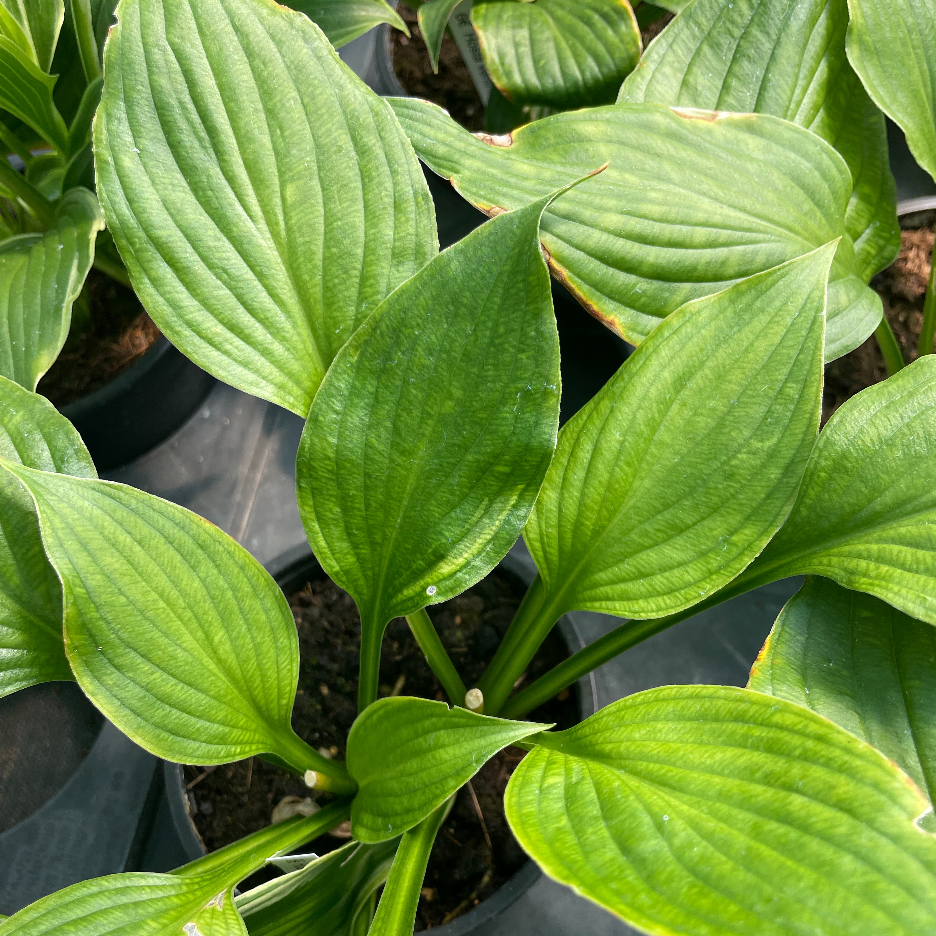 Hosta ventricosa