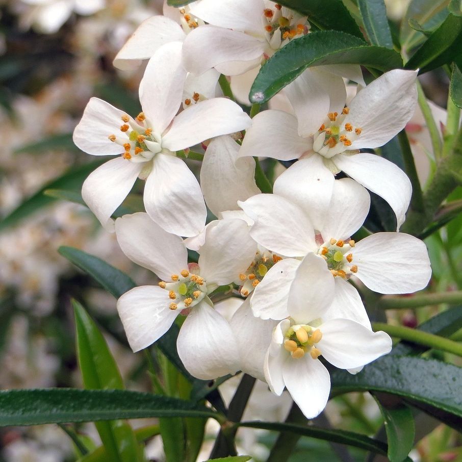 Oranger du Mexique (Choisya ternata) 'Aztec Pearl'