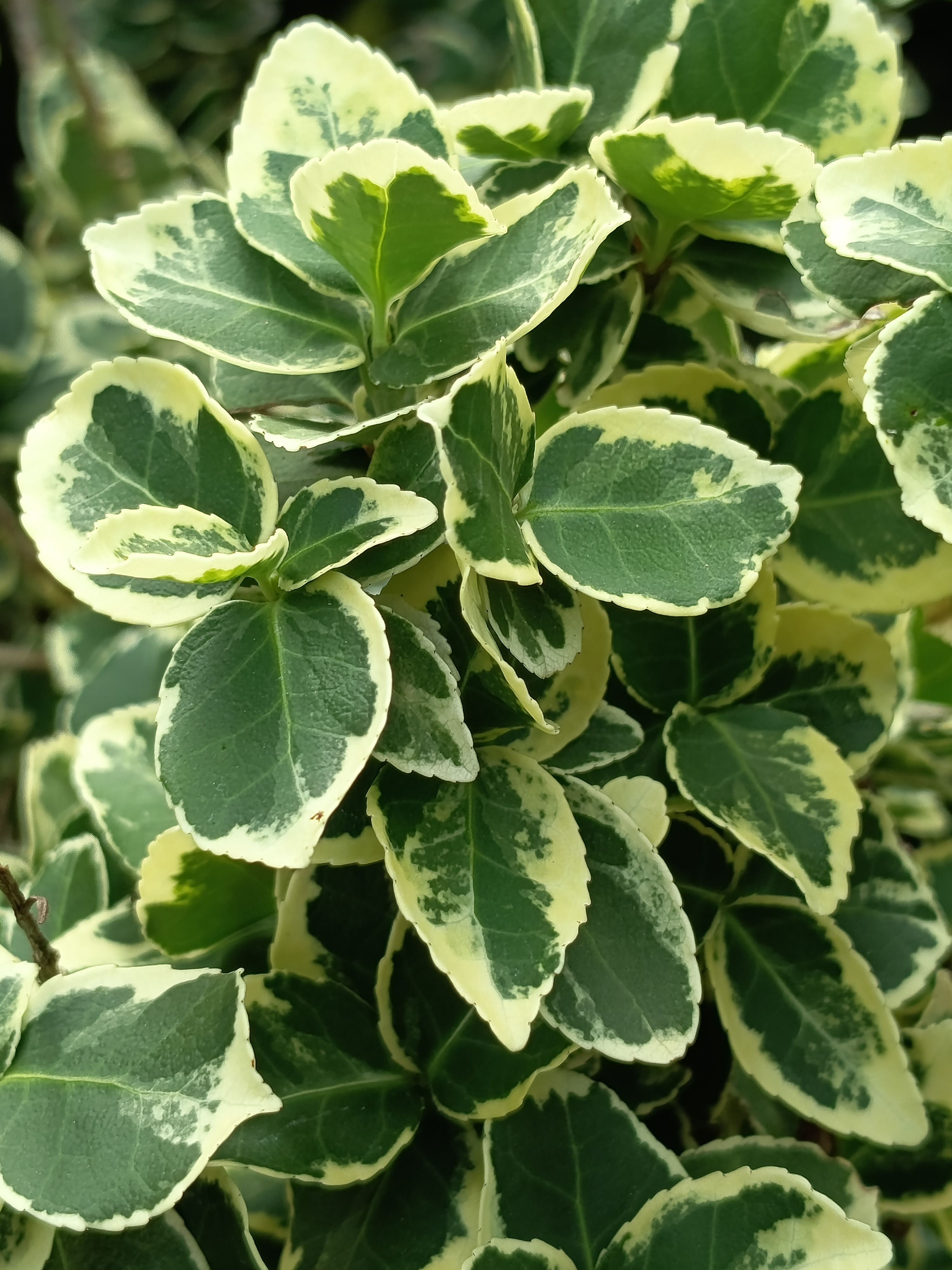Fusain nain panaché - Euonymus fortunei "Emerald Gaiety"
