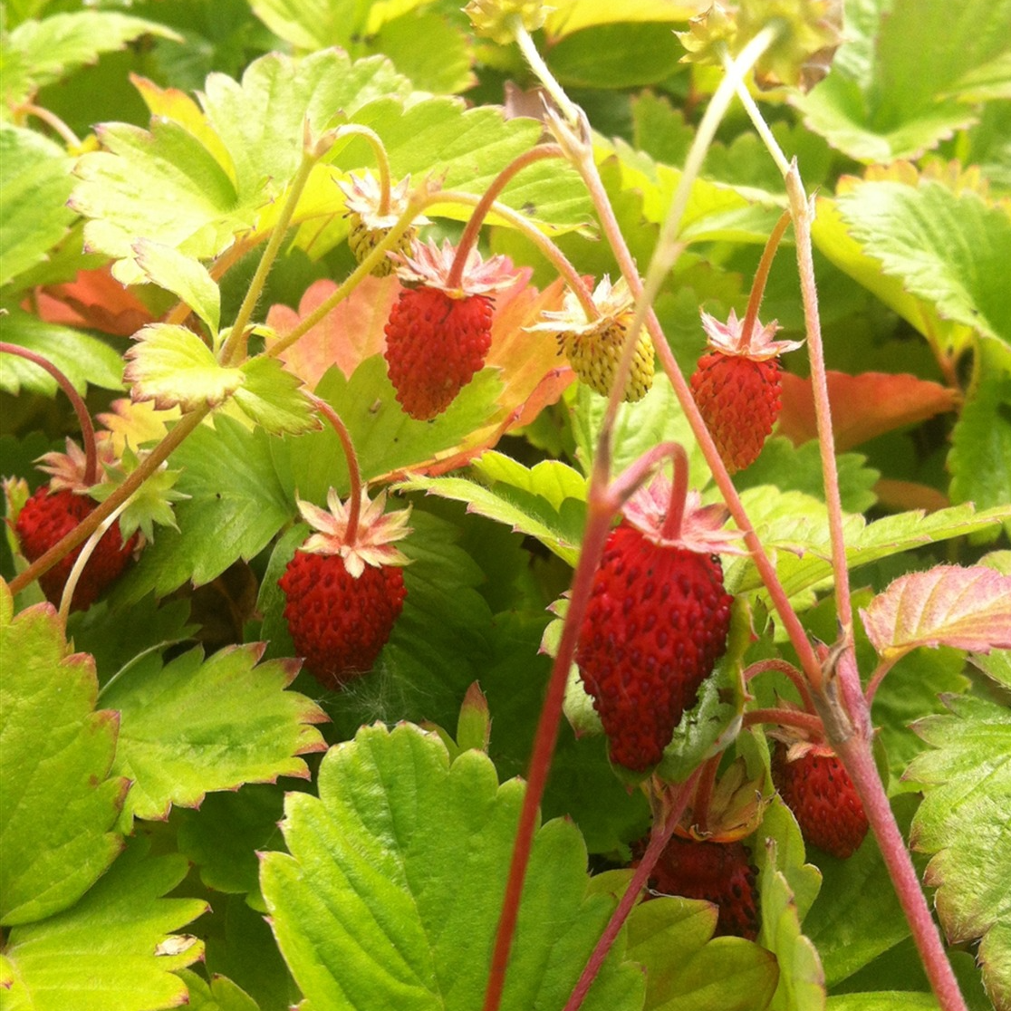 Fraisier des 4 saisons en pot 12 cm