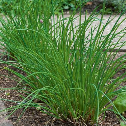 Plant - Aromatique / Ciboulette