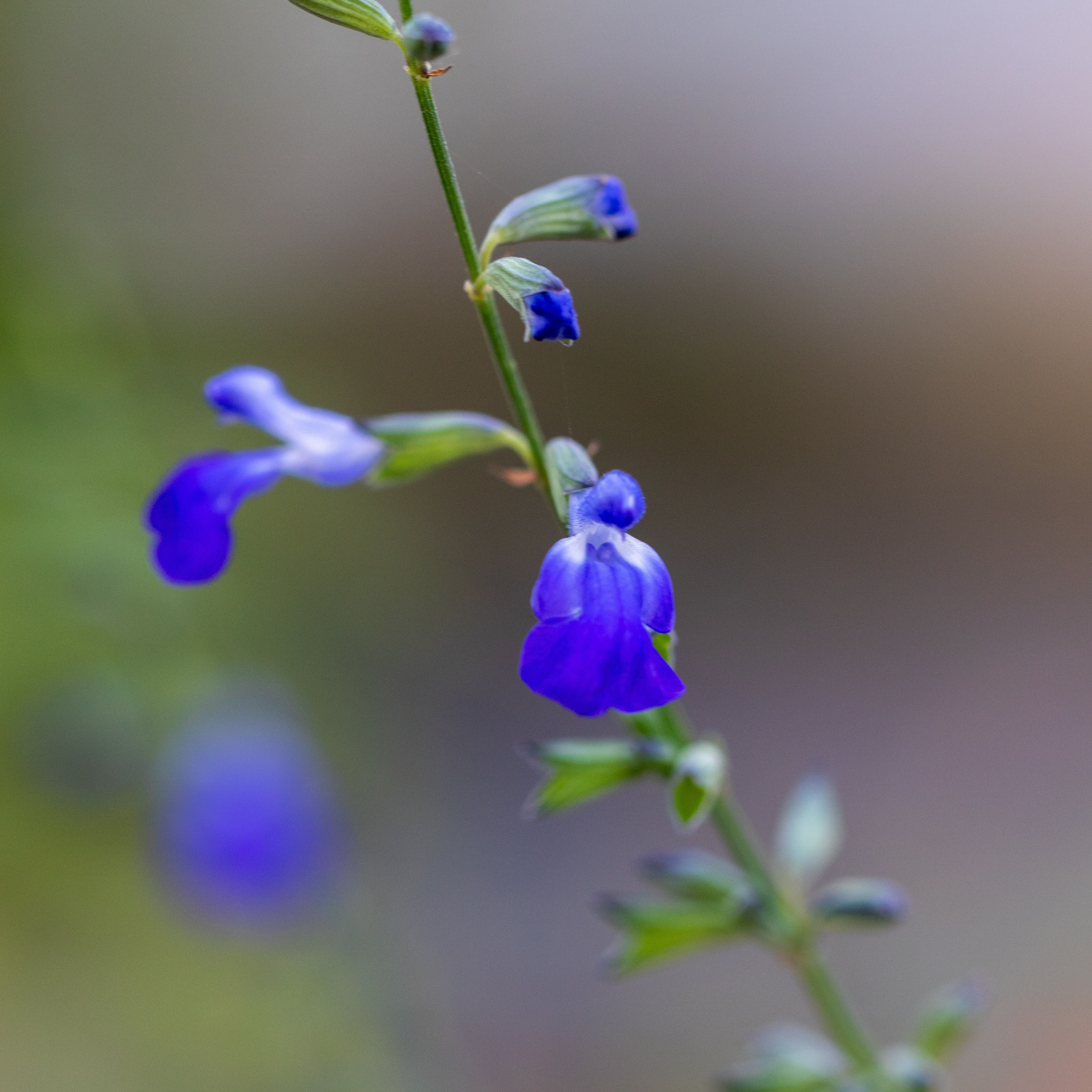 Salvia reptans 'West Texas Form'