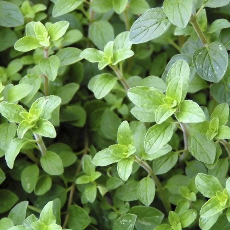 Plant d'Origan