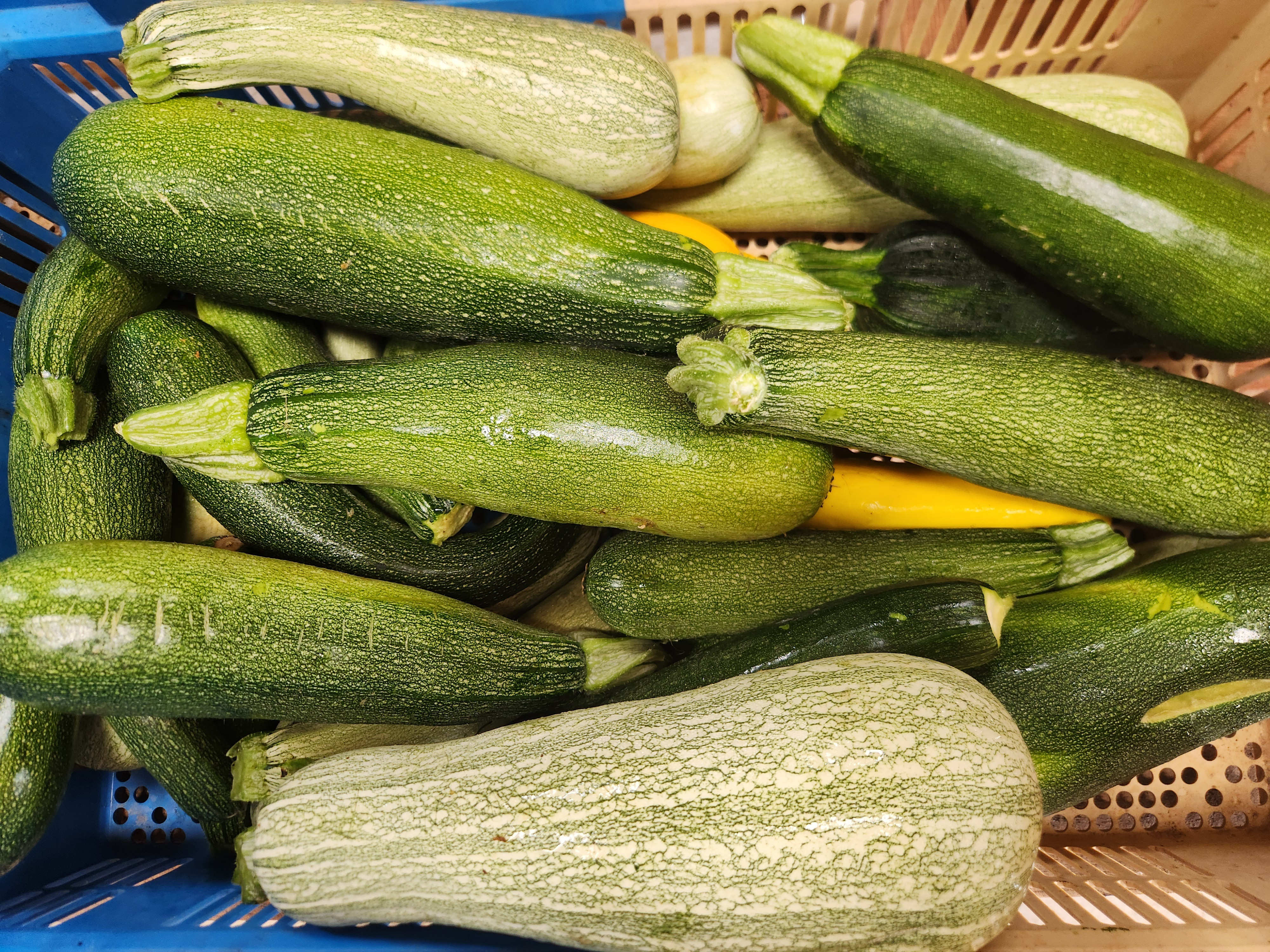 Courgette longue - 1kg