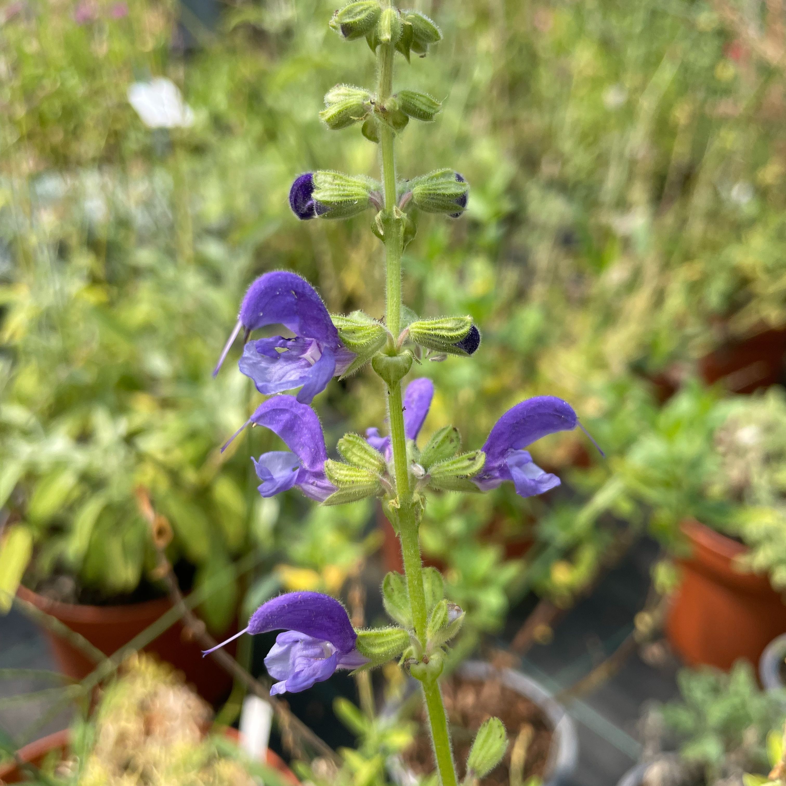 Salvia stepposa