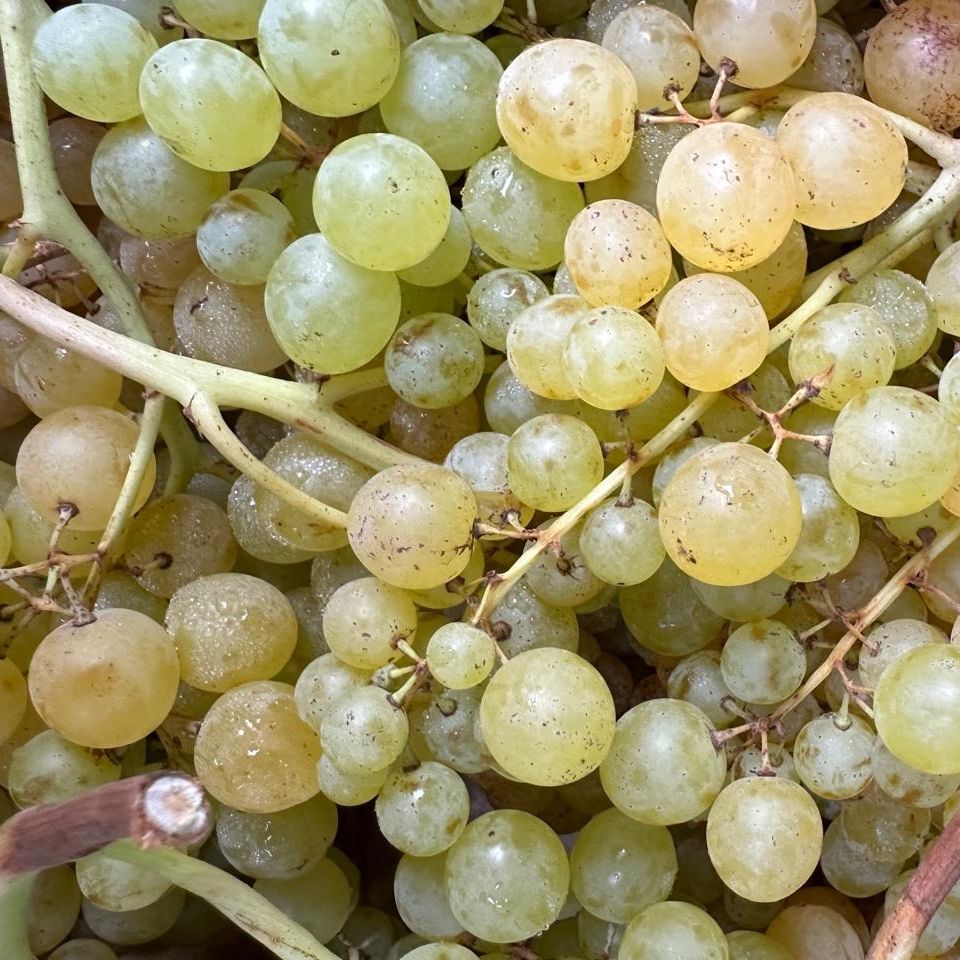 Raisin blanc Exalta (sans pépins) - 400g