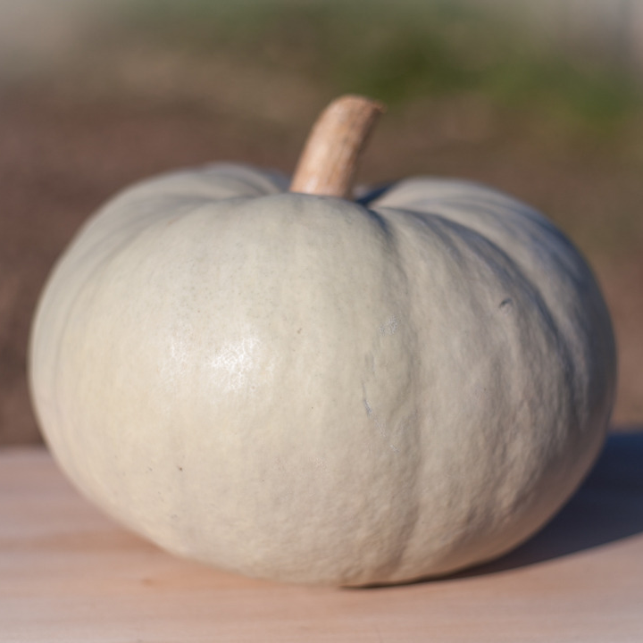 COURGE BLEUE DE HONGRIE