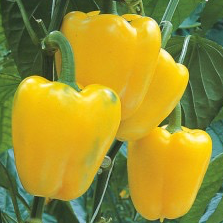 Plant Poivron Carré Jaune - 250g