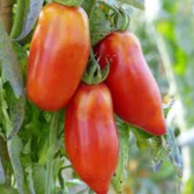 Tomate Cornue des Andes en godet 8 cm