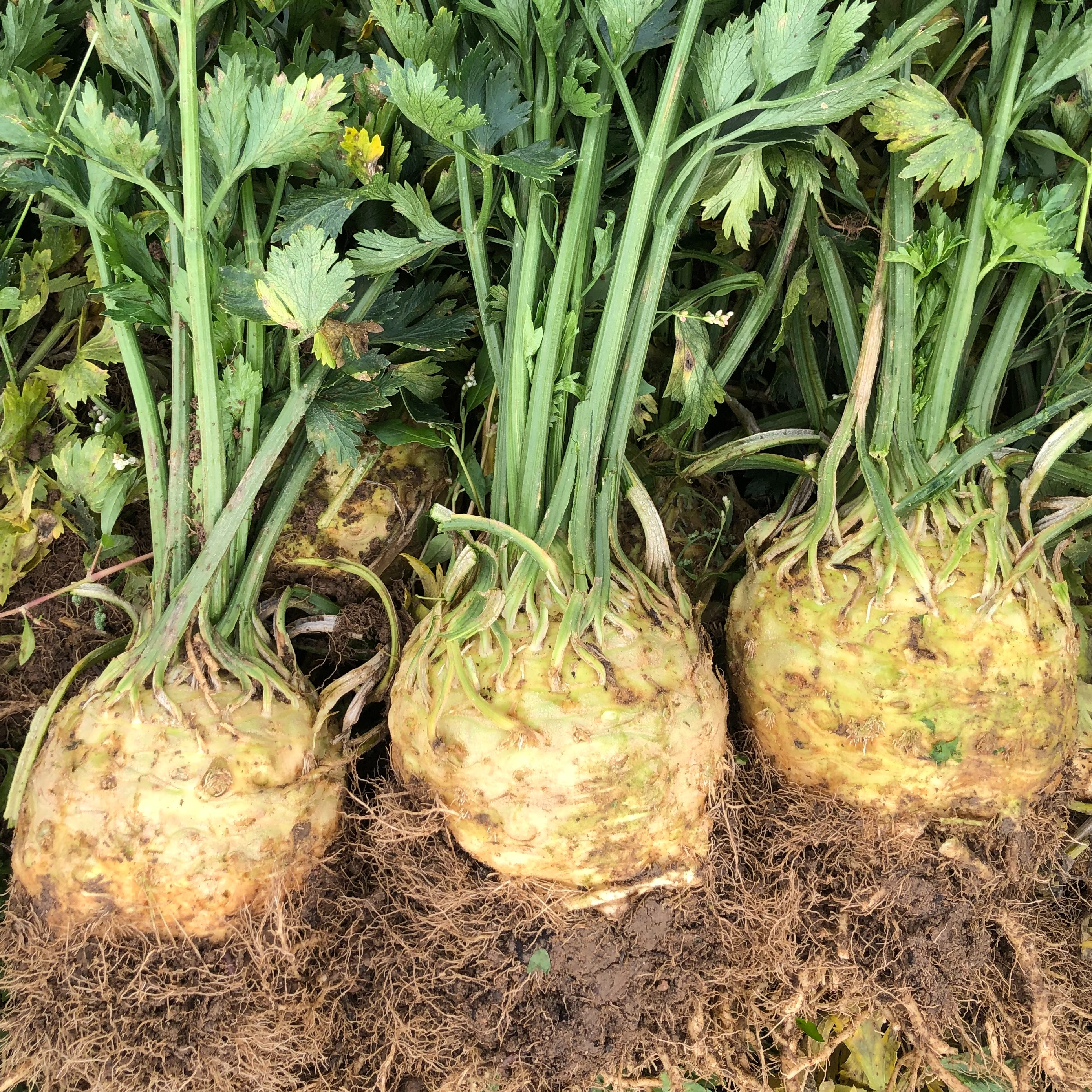 Un céleri Rave (une pièce)