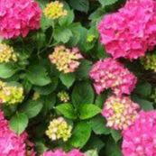 Hortensia - Hydrangea macrophylla "Red Baron"