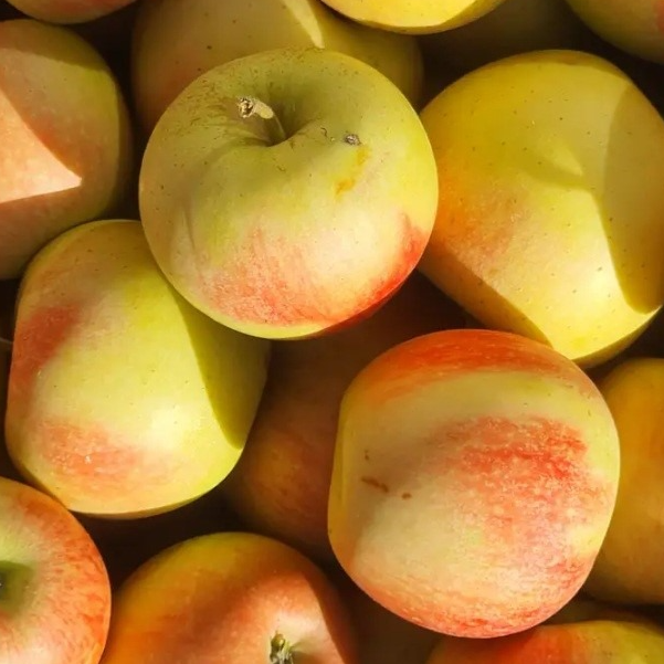 Pommes Opal - 0,5kg