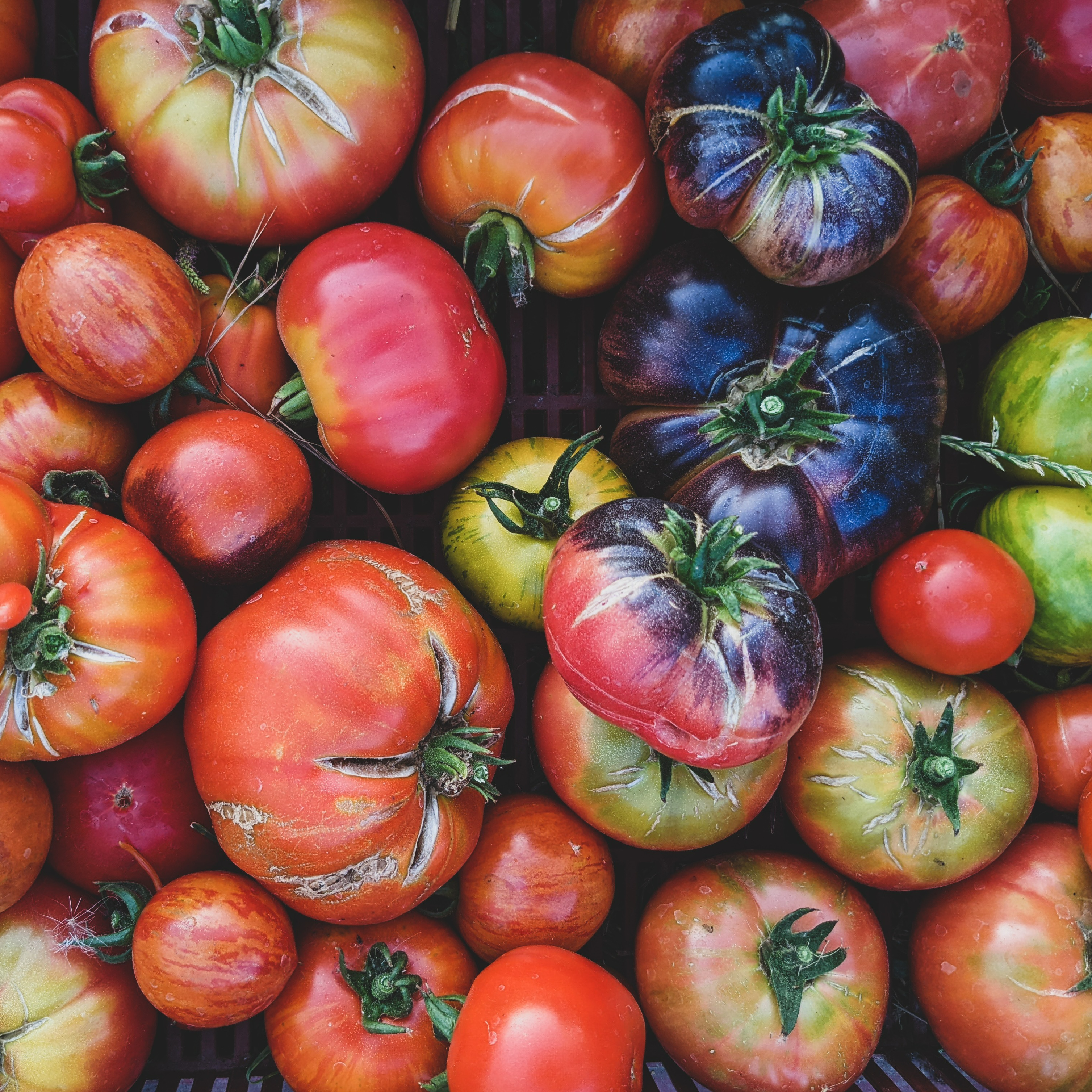 Tomates anciennes