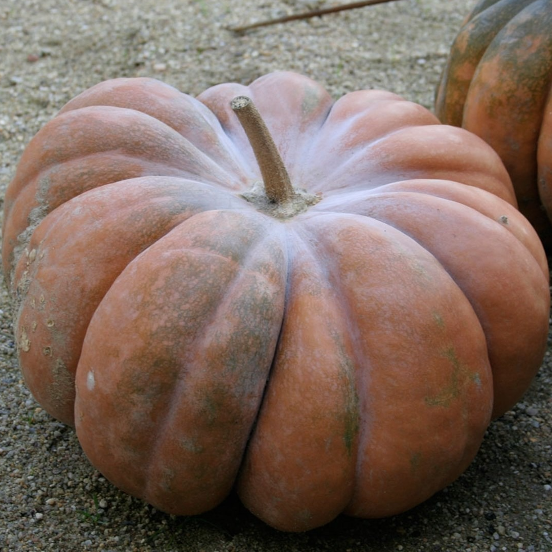Courge muscade (entière) Bio