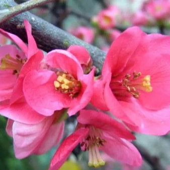 Fleurs de Cognassiers Japonais (par 20)