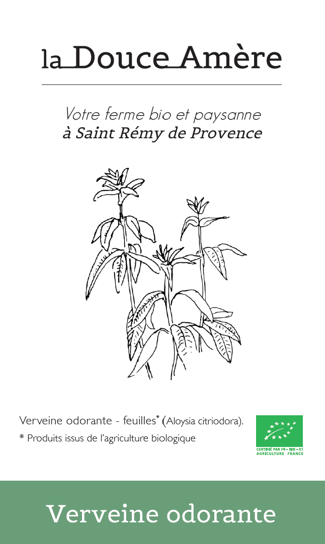 Verveine odorante