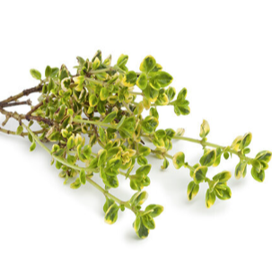 Bouquet - Thym citron - 40g