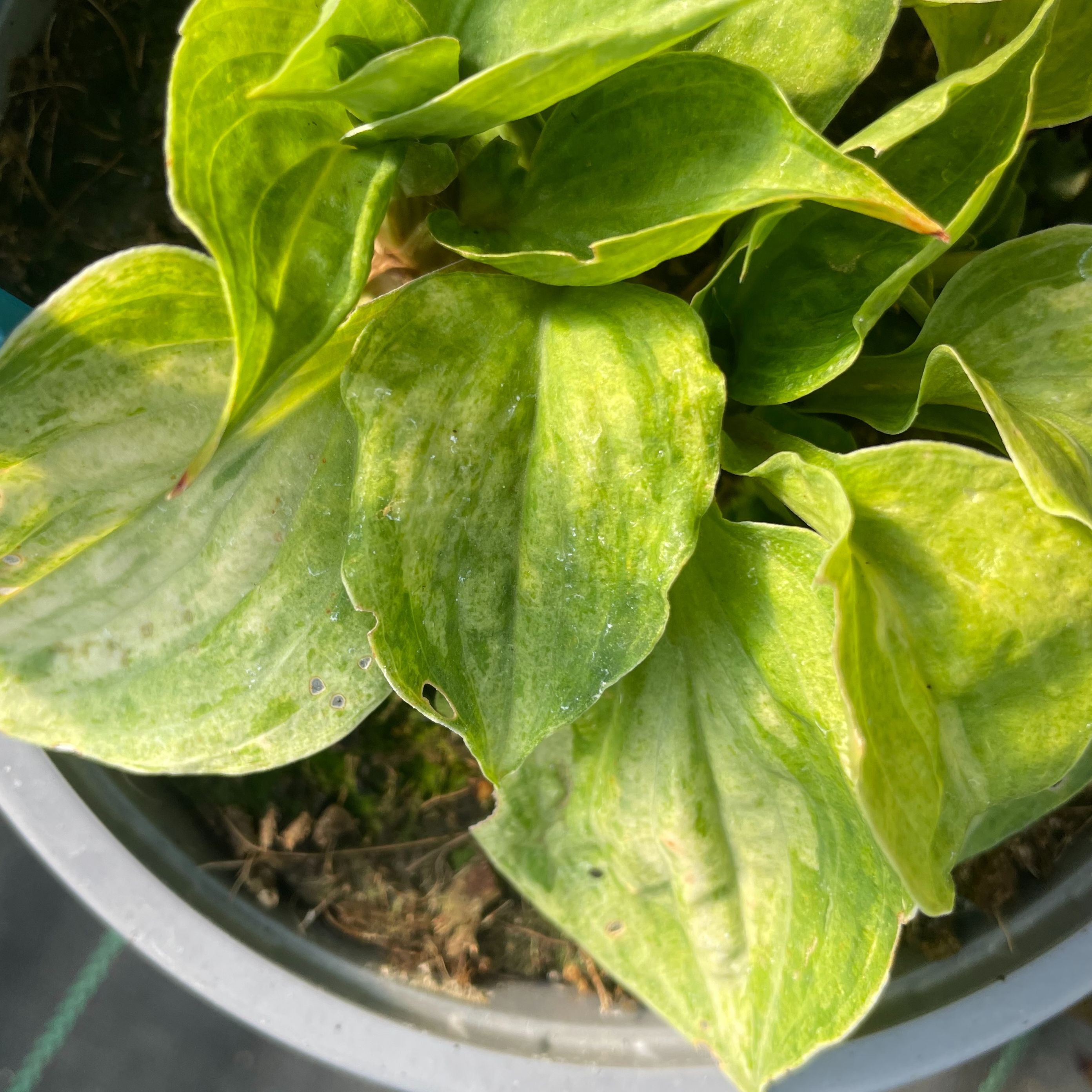 Hosta 'Golden Needles'