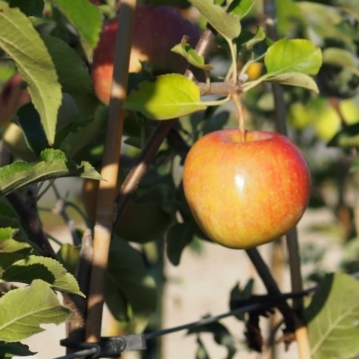 Porte greffe Pommier 'Em7' Racines nues