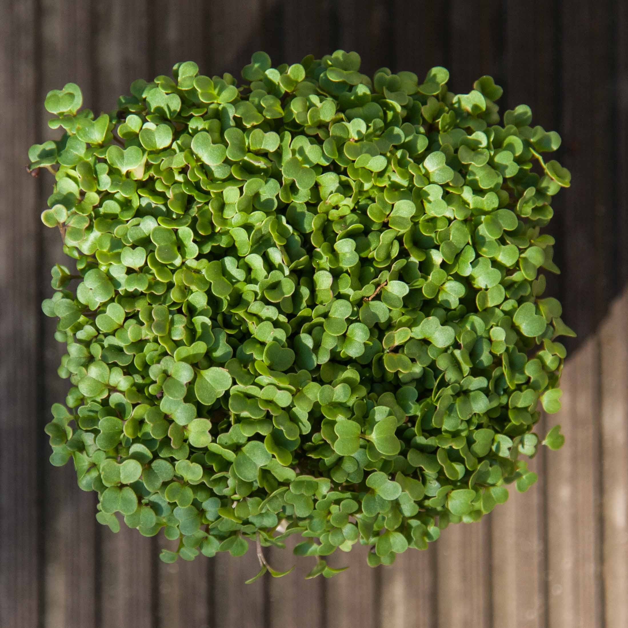 Micro-pousses ROQUETTE ARUGULA