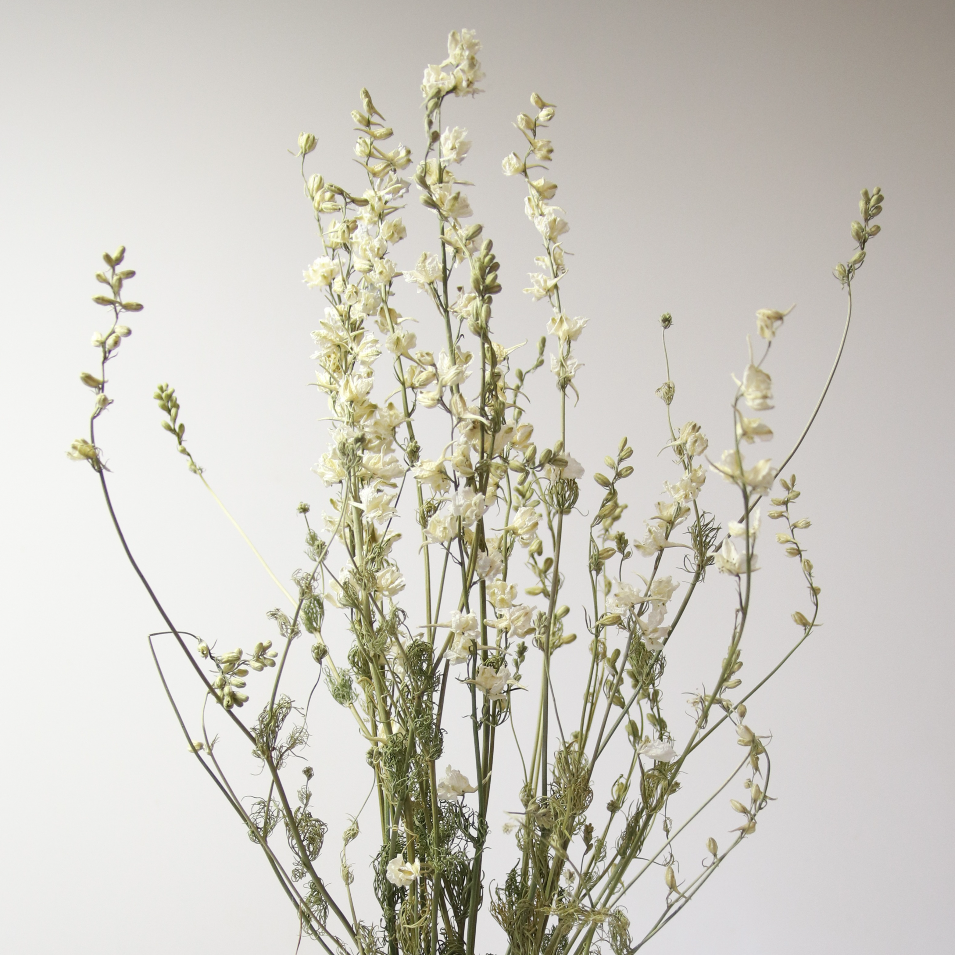 Delphinium blanc séché