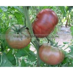 Plant de Tomates Noire de Crimée