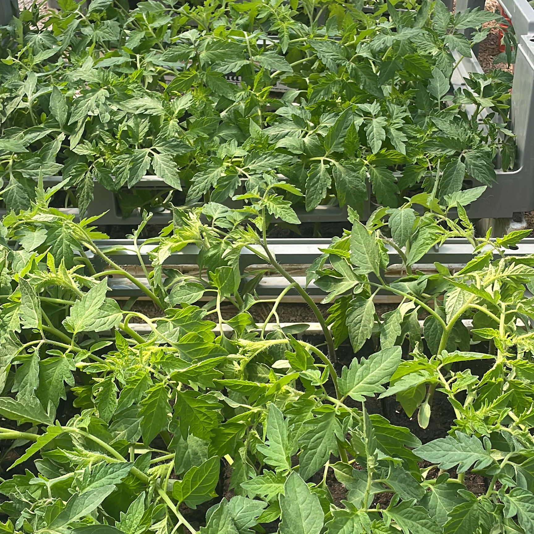 Plants de tomate mixés lot de 10 plants