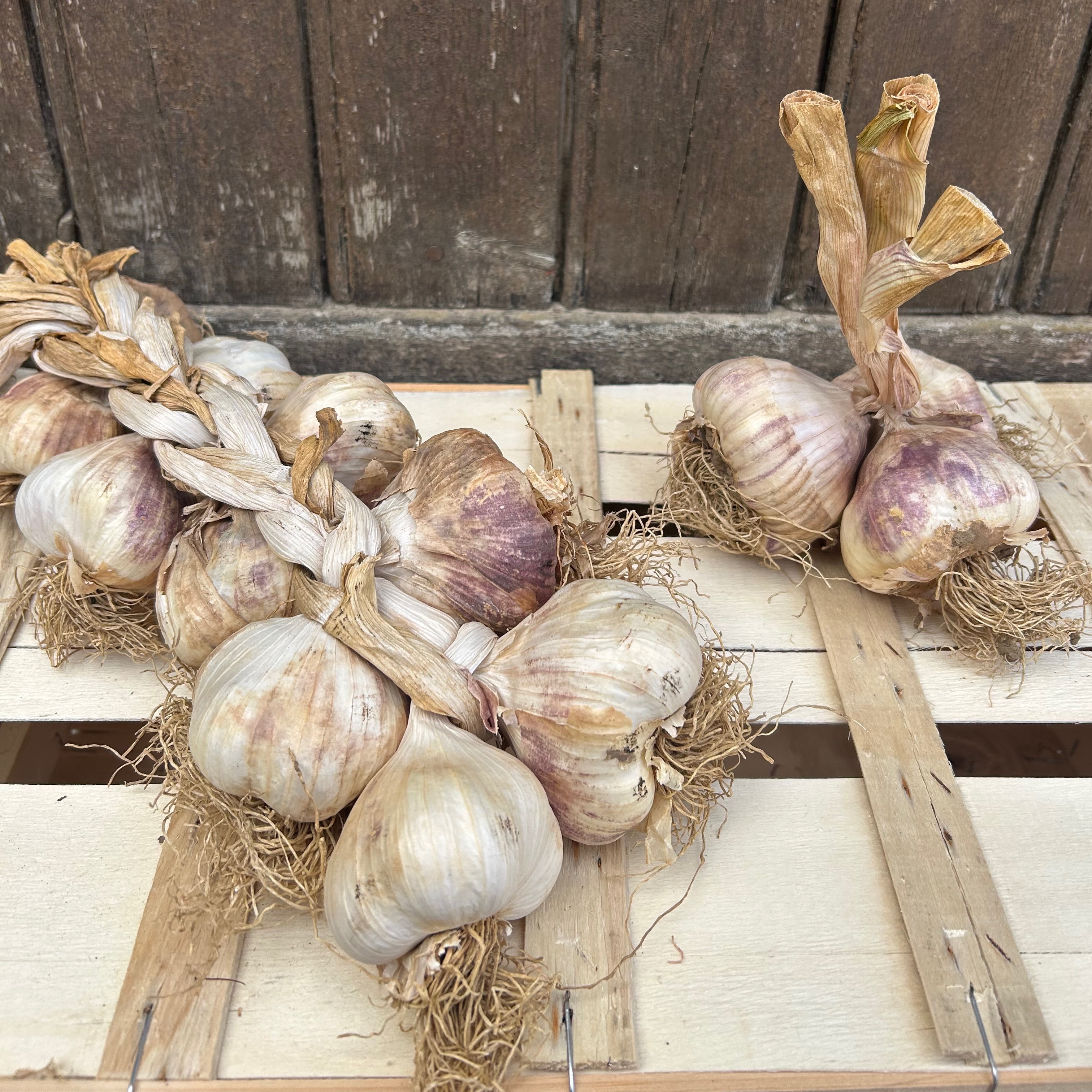 Ail blanc