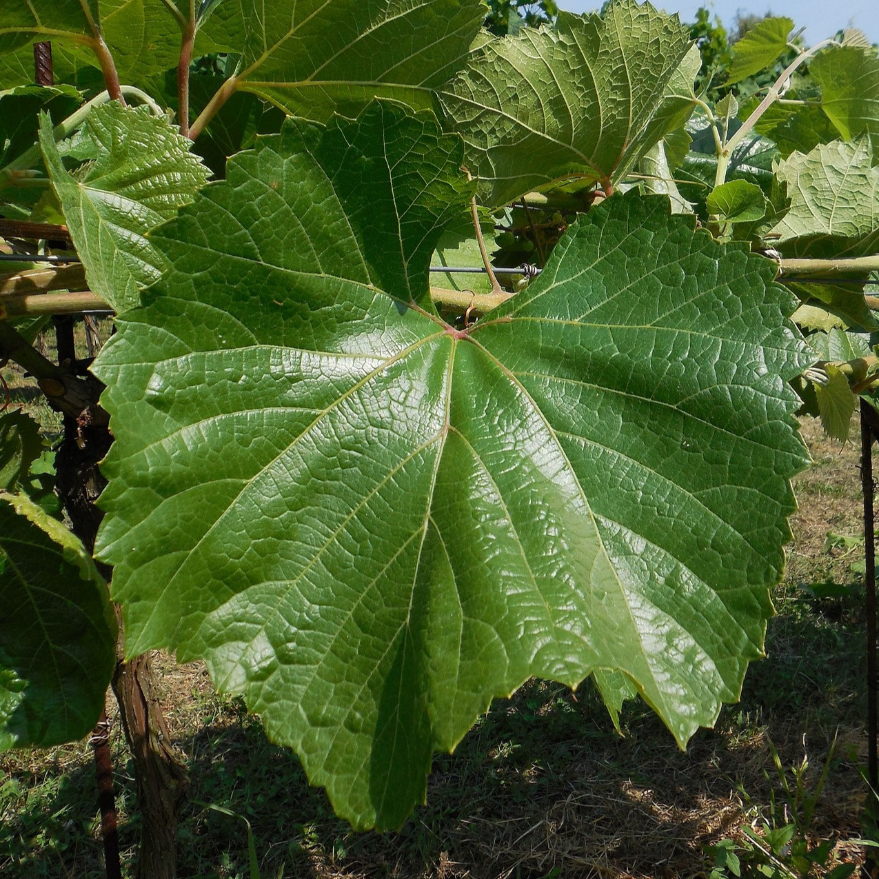 Porte greffe de Vigne Fercal Pot 3L