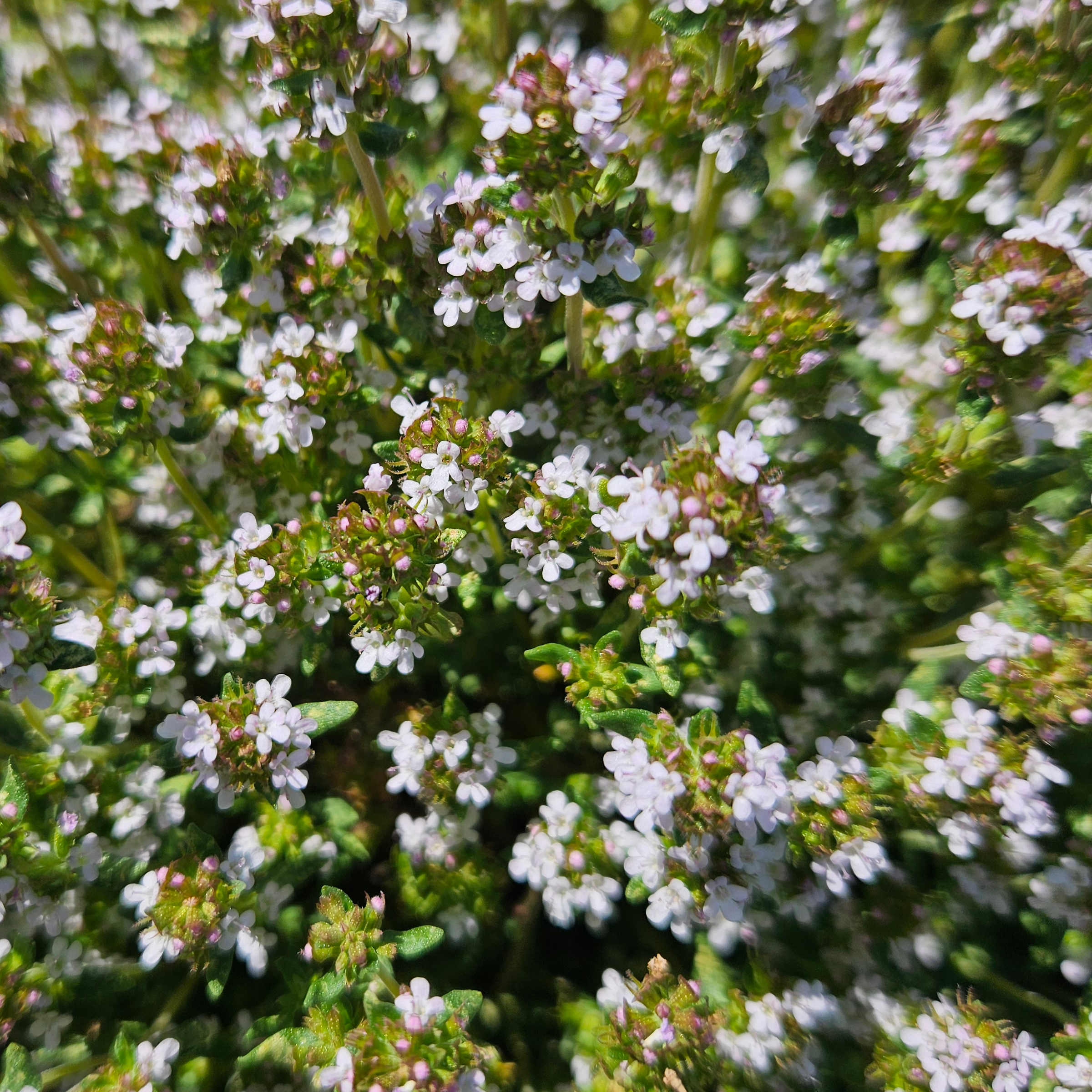 Thym fleurs