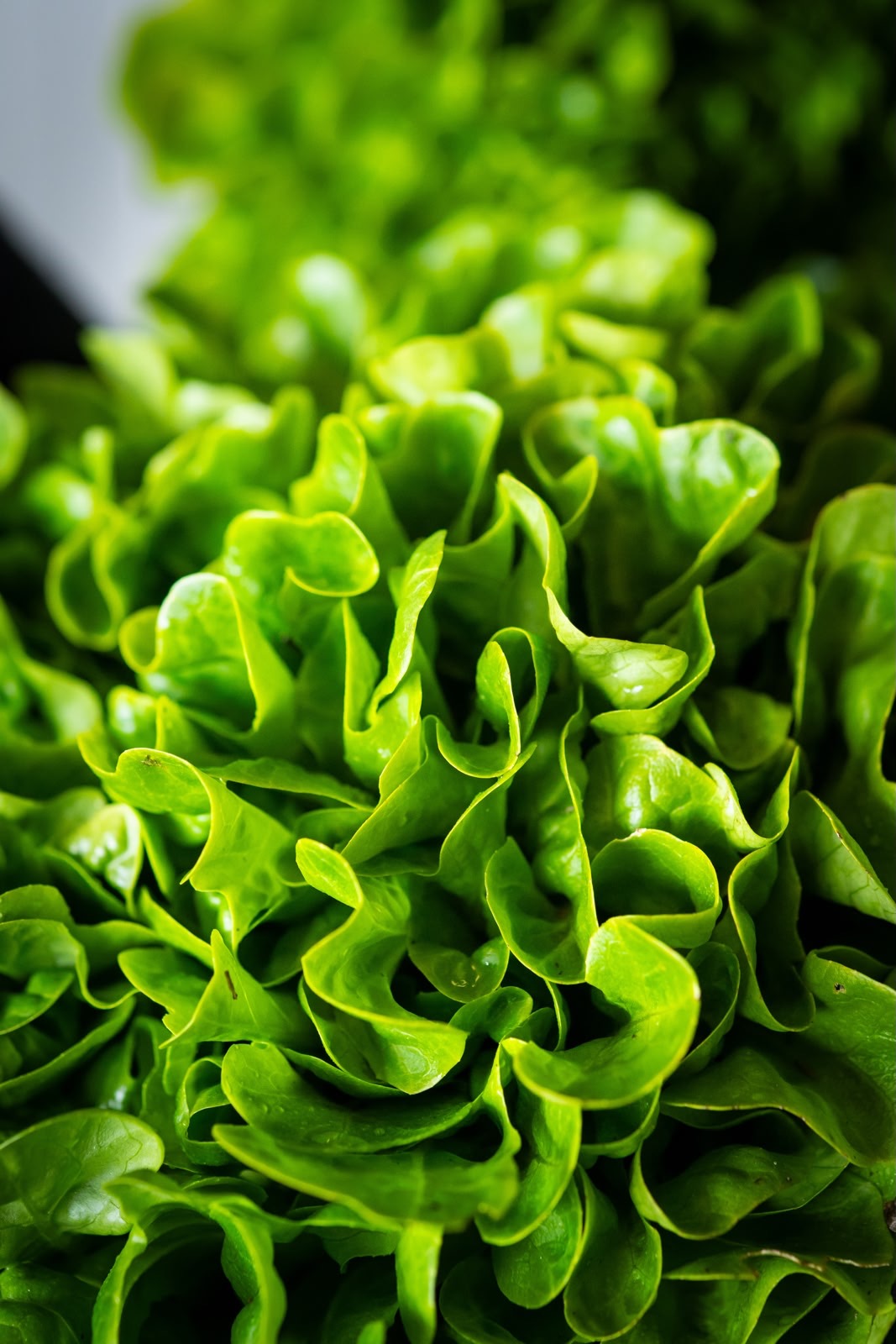 Salade feuille de chêne blonde bio