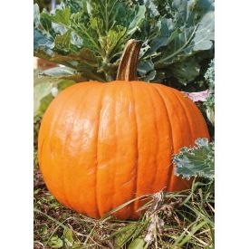 Courge Jack O Lantern AB