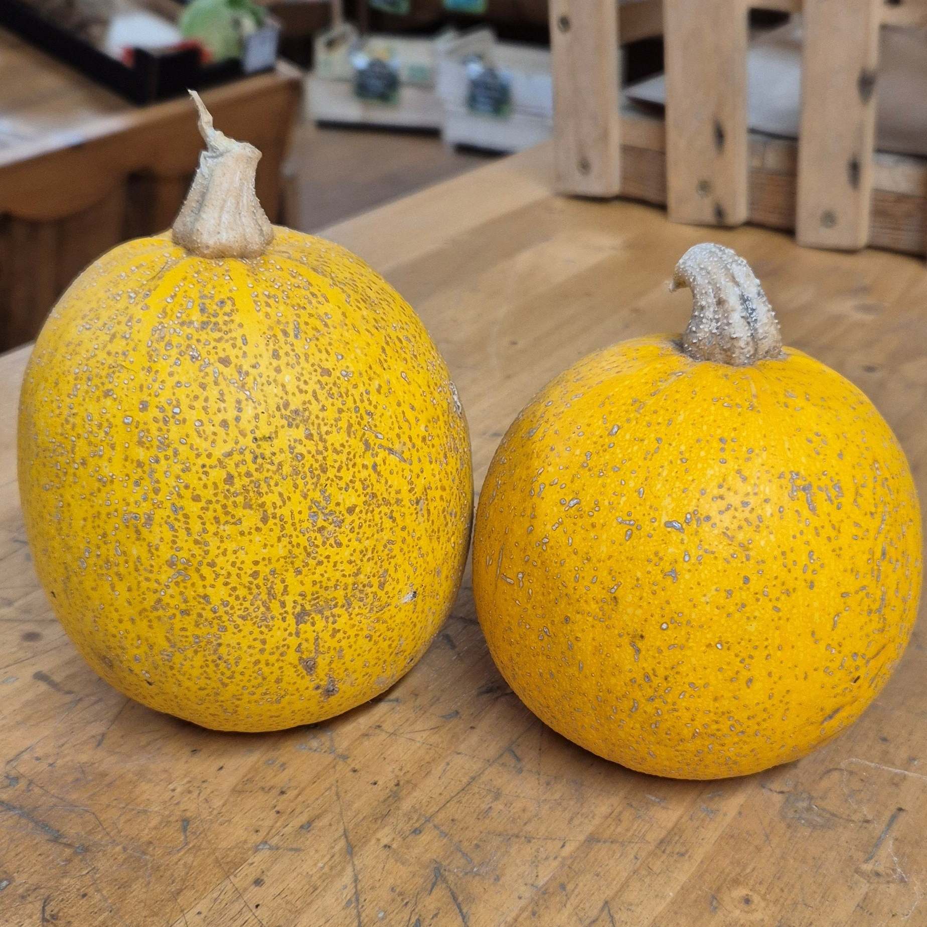 Courge Melonnette de Vendée - 0,85kg