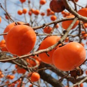 Kaki astringent - Diospyros lotus "Vaniglia"