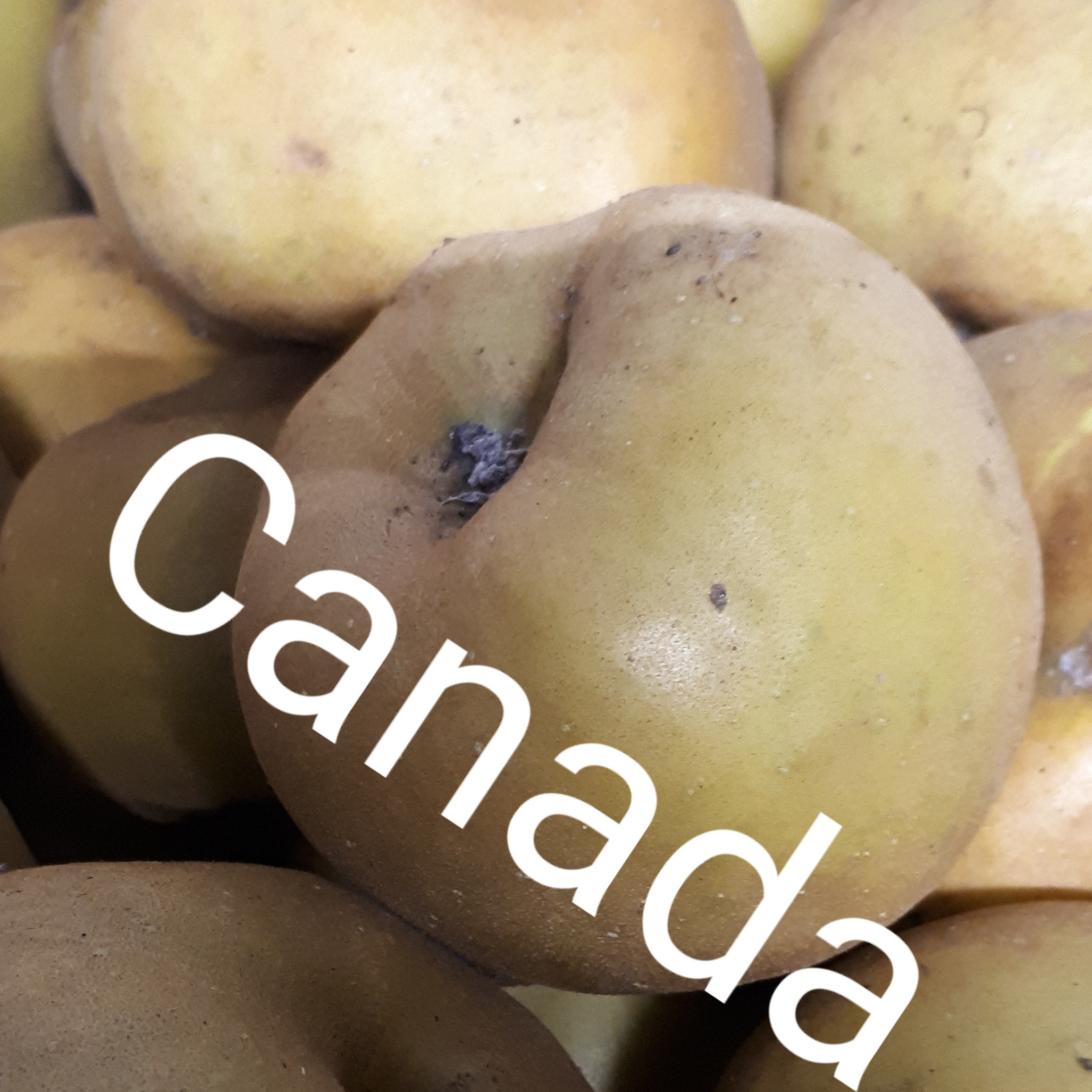 Pomme Canada Cat II Cal 65/75
