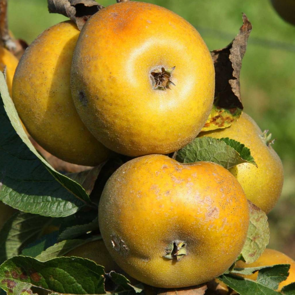 Pomme Patte de Loup (pièce)