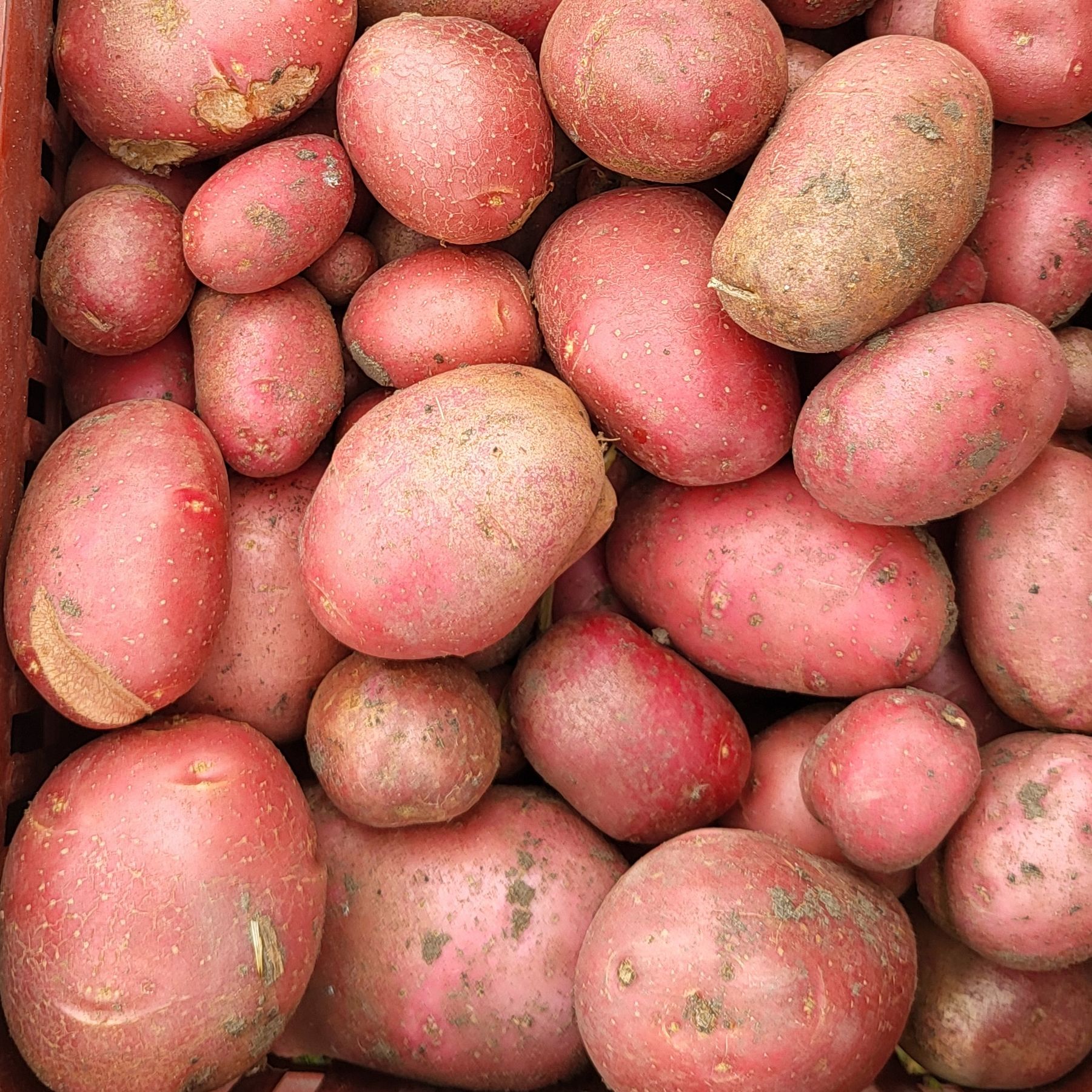 Pomme de terre rose 500 gr