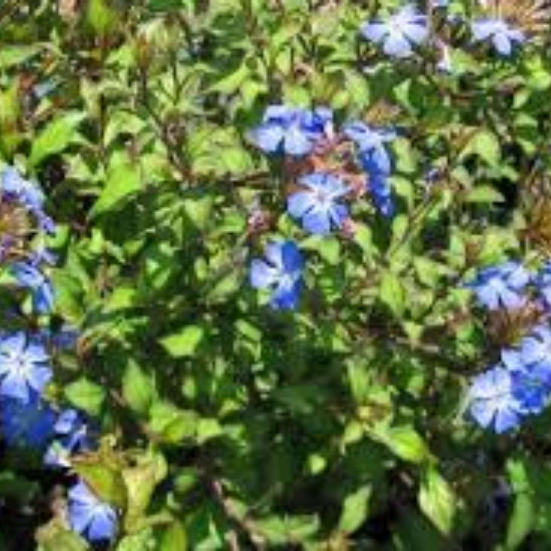 Ceratostigma willmotianum
