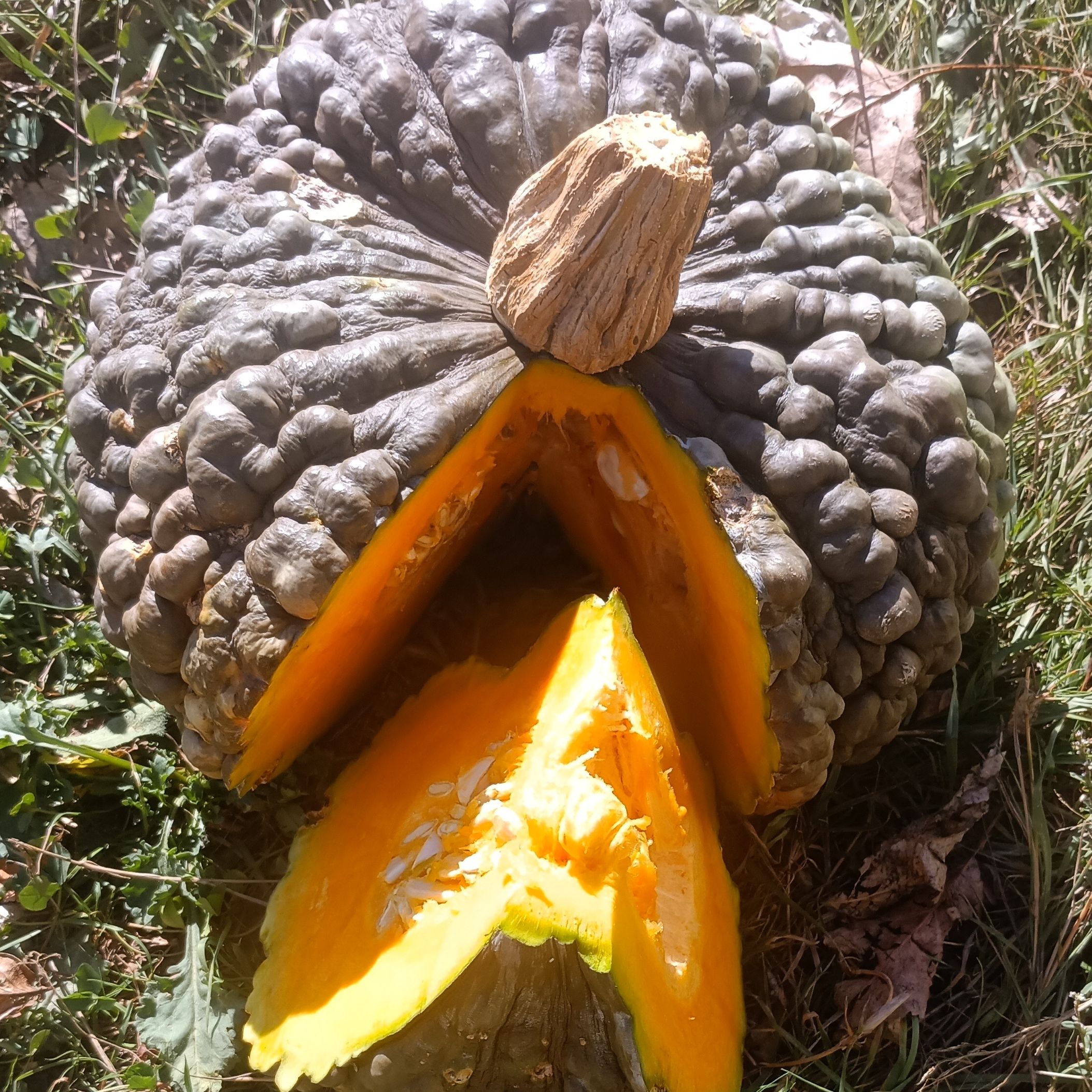 Courge masquée - prix classique