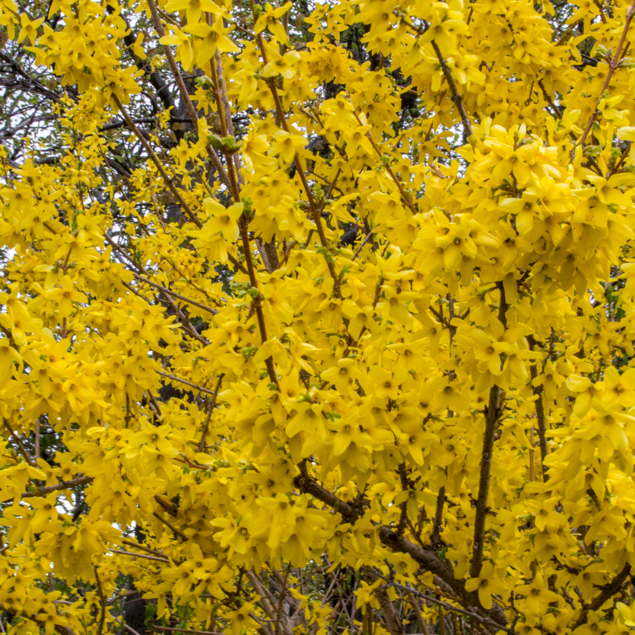 Forsythia x intermedia Spectabilis - 3l