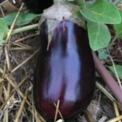 Plants d'Aubergines