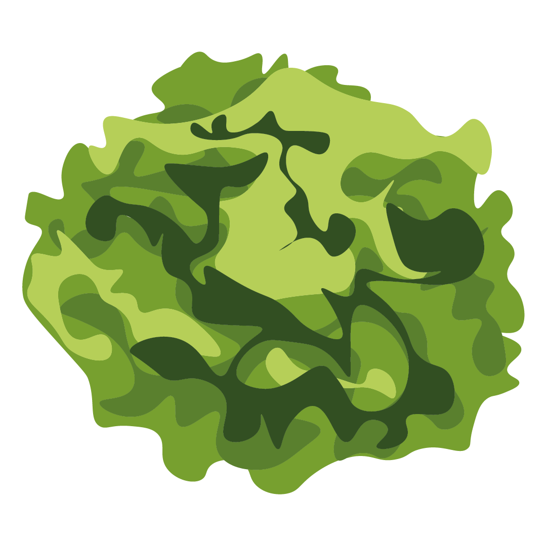 Salade