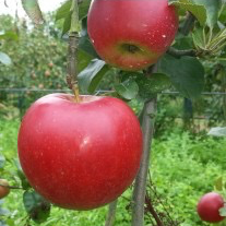 Pomme Crimson Crisp BIO (1kg)