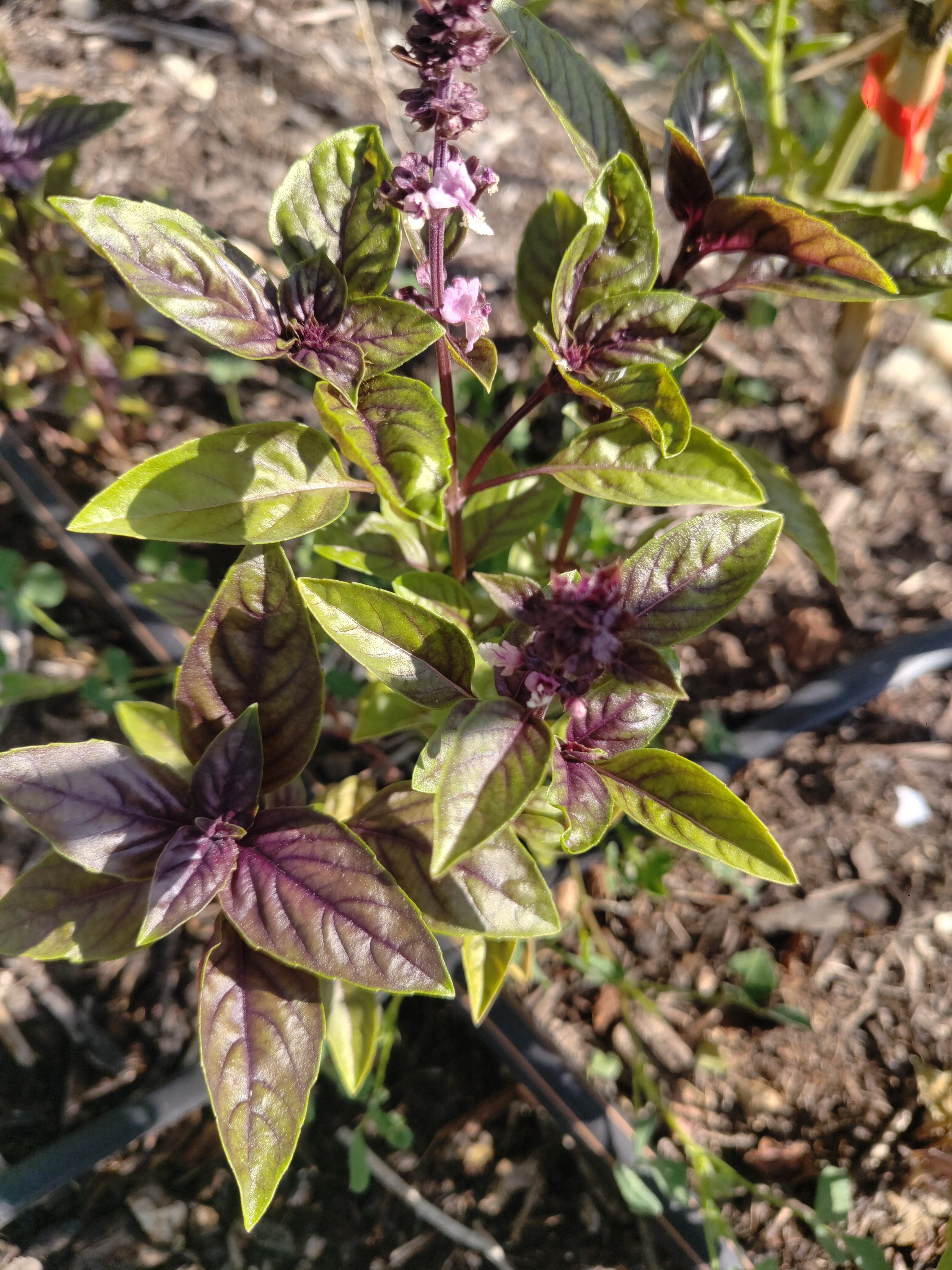 Basilic pourpre