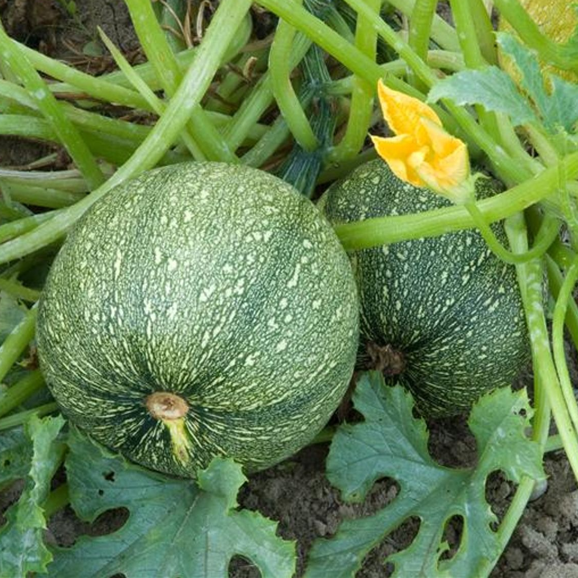 PLANT DE COURGETTE RONDE VERTE Ronde de Nice