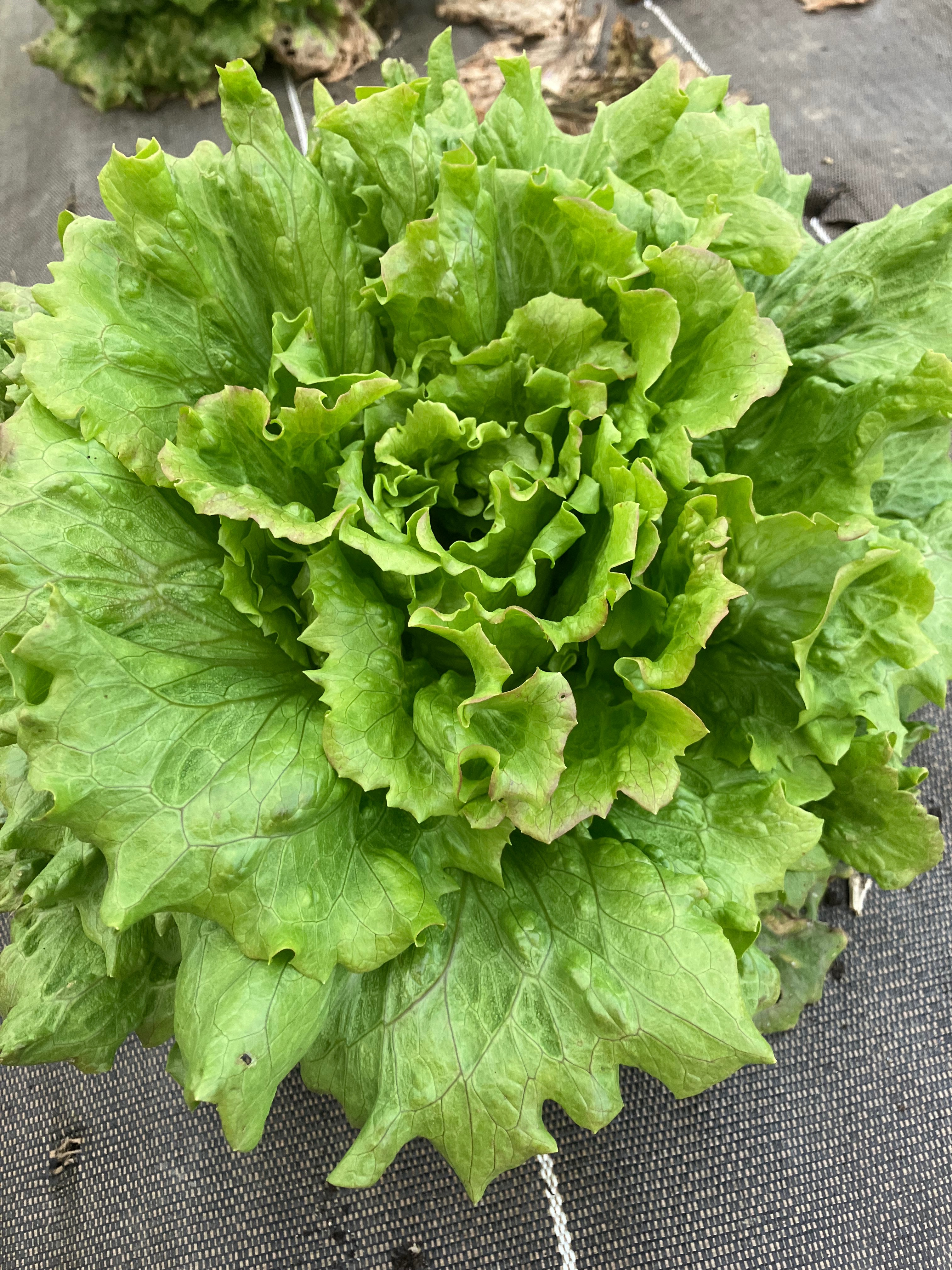 Salade Batavia